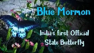 Blue Mormon Butterfly | India's first official state butterfly