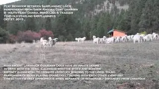 Sarplaninec Livestock Guardian Dogs play near Angora goats with appropriate restraint