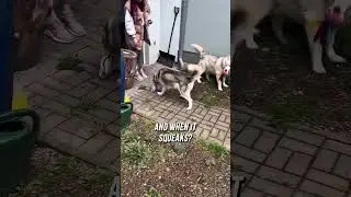 Husky vs. Toy: When Playtime Becomes WAR! 🧸🐺 #huskyshorts #funnydogs