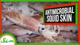 Nature&rsquo;s Secret Weapon Against Microbes: Squid Skin