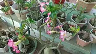 Adenium white flowering, with fascinating,