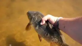 Carpa Royal, suelta