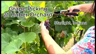 Grape Picking at Huber Orchard, Starlight, Indiana, the United States