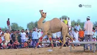 राजस्थानी रंग: ऊँट नृत्य | Camel Stunt | New Rajasthani Song 2025 |Priyanshu Sihag | New Camel Dance