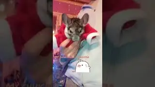 #ШИНШИЛЛА 🌴 Для поднятия настроения 😉 2/ #funnypets #chinchilla #настроение #милое #shorts
