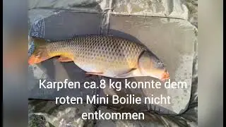 Beim Feedern/Method Feeder mit der Unterwasserkamera water wolf Karpfenbiss und Drill.