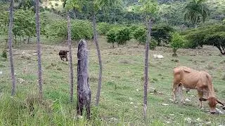 #building in Puerto Plata Dominican Republic Golden Eagle Homestead Service# land  sale 267-608-6093