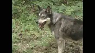 Wolf vs snake