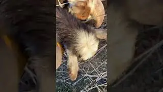 Pancakes and his antics are getting OLD. #farming #goatfarming #farm