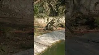 #music #funny #trending #reels #cute #shorts #video #youtubeshorts #animals #zoo #corcodile