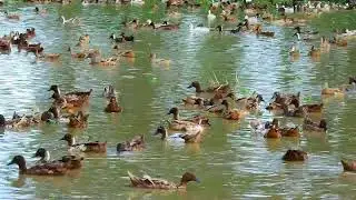 Happy natural mom duck they are try to find natural food