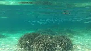 Snorkelling - Notre Dame - Porquerolles