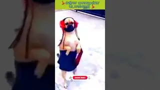 😂girl dog funny reels 💃 video,#trending , in comedystatus tamil,#shorts #entertainment💃