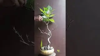 Pruning a Ficus Religiosa... #garden #bonsai #ficusplant #trending #shorts #ficusbonsai