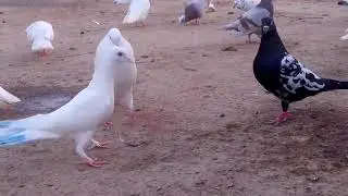 how to  new pigeon long video new video