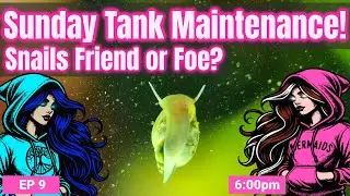Sunday Tank Maintenance: Snails Friend or Foe? EP9 Live Hosted by Brenda and Dina