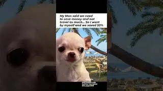 Evil dog (evil chihuahua) memes 