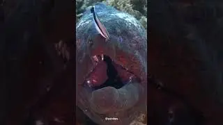 Monster Belut Laut #stories #mancing