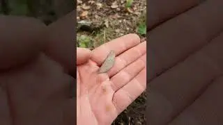🕵️ This Tiny Coin Fragment Might Be Hundreds of Years Old!#xpdeus #metaldetector #nature