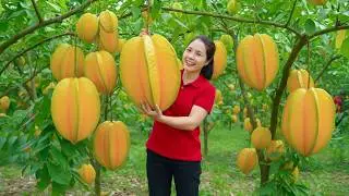 Harvesting 1000+kg of Starfruit | Massive Starfruit Harvest to Market | Hana Market