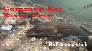 Common Eel - River Test