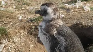 Tour: Navegaci&oacute;n a la Ping&uuml;inera de la Isla Magdalena, en la Patagonia Chilena