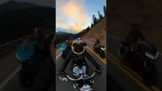 Pug Biker Gang Escapes Police 🐶🏍️