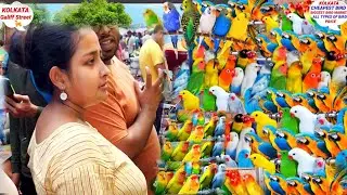 RECENT WEEK EXOTIC BIRD PRICE UPDATE! CHEAPEST AND BIGGEST BIRD MARKET! GALIF STREET PET MARKET