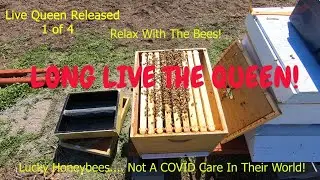 Episode 7 Releasing the Queens at Kettle Haven Ranch Apiary