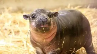 Pygmy Hippo calf makes a splash at Taronga