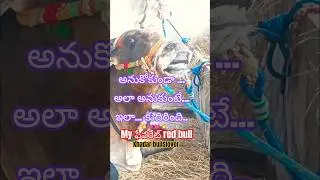 🎊🎊💞My ఫేవరేట్ red bull💞🌟🌟