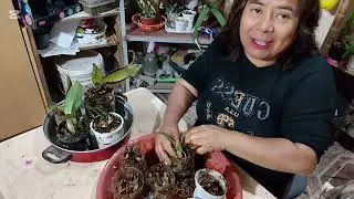 Que mejor despedir el año con el trasplante 🪴🪴
