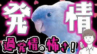 【インコ】飼い鳥の発情〜過発情の怖さ 〜