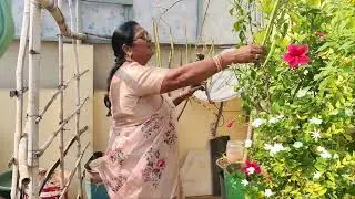 హాయ్ ఫ్రెండ్స్ మన గార్డెన్ లో హార్వెస్ట్ చూడండి