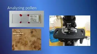 Fossil Pollen Analysis