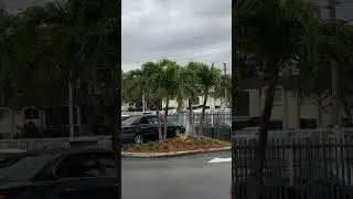 Palmas cercas calle Miami Fla