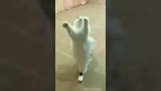 Cat Jumping Style 😀 Moving Over A Two Legs