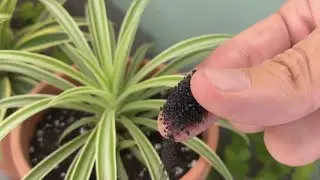Just Sprinkle This &ndash; The Plant Explodes with Growth!