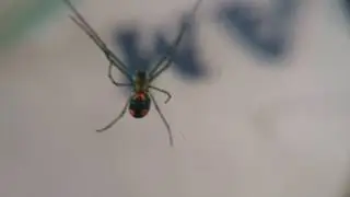 Orchard weaver spider