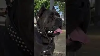 Can You Handle a Cane Corso's Power?