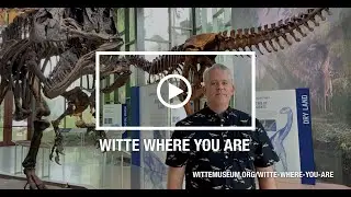 Witte Where You Are: Witte Dinosaurs - T. rex