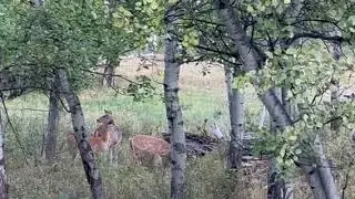 Video of Livingston/Paradise Valley KOA Holiday, MT from Abigail L.