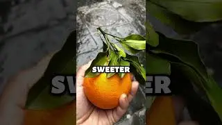 Oranges are fruit from the citrus family   #OrangeFacts