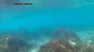 SNORKELING by the Greek-Roman Ruins of Emp&uacute;ries in Spain