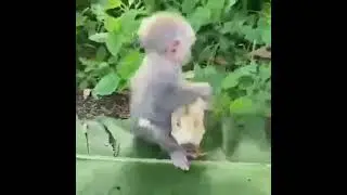 Baby Monkey bonding with a chick