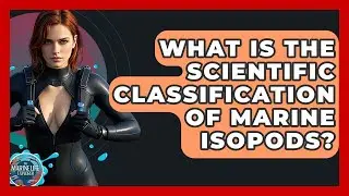 What Is The Scientific Classification Of Marine Isopods? - The Marine Life Explorer