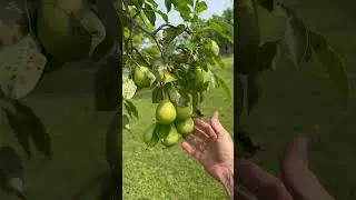 Pear Tree Check Up #offgrid #garden #fruit  #fruittree #shtf #survival #farming #japan #augusta #eat