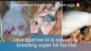 Java sparrow breeding progress baby chicks 🕊️ and eggs🥚 Java film ke Ande aur bachche pets vlog 💕