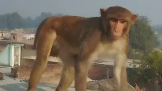 बंदर के कॉमेडी वीडियो