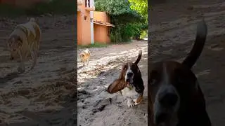 There Goes My Hero Hound 🤗